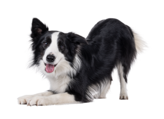 Charismatic typical black and white young adult Border Collie dog, standing side way in bow command. Looking straight to camera with mouth open. Isolated cutout on a transparent background