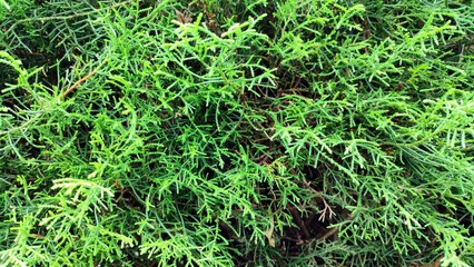 Fresh green fir leaf landscape wallpaper