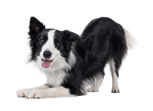 Charismatic typical black and white young adult Border Collie dog, standing side way in bow command. Looking straight to camera with mouth open. Isolated cutout on a transparent background