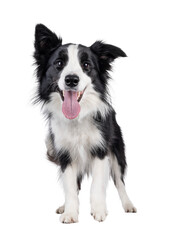 Charismatic typical black and white young adult Border Collie dog, standing up facing front....