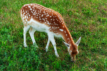 Spotted deer grazing peacefully in a green meadow during the early morning hours
