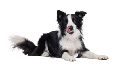 Charismatic typical black and white young adult Border Collie dog, laying down side ways. Looking straight to camera while licking mouth. Isolated cutout on a transparent background
