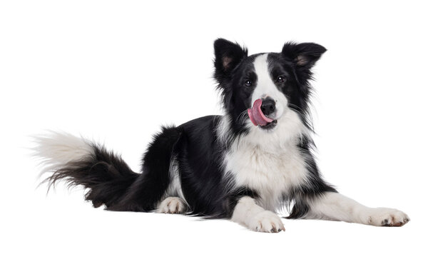 Charismatic typical black and white young adult Border Collie dog, laying down side ways. Looking straight to camera while licking mouth. Isolated cutout on a transparent background