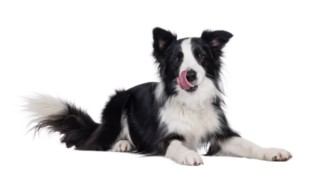 Charismatic typical black and white young adult Border Collie dog, laying down side ways. Looking straight to camera while licking mouth. Isolated cutout on a transparent background