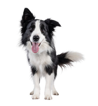 Charismatic typical black and white young adult Border Collie dog, standing up facing front. Looking enthousiastic straight to camera with mouth open panting. Isolated cutout on a transparent backgrou