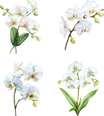 Obraz premium watercolor white orchid flower Watercolor painting on a white background