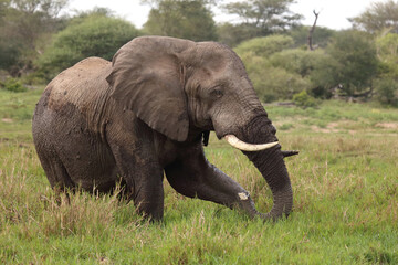 Naklejka premium Afrikanischer Elefant im Schlamm / African elephant in the mud / Loxodonta africana