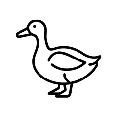 duck isolated on white background