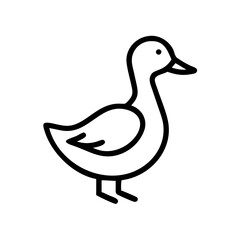 duck isolated on white background