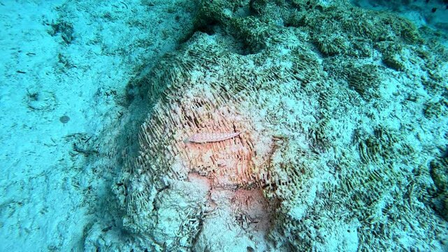 Latticed sandperch sits on coral rubble in the Banda Sea, Indonesia.