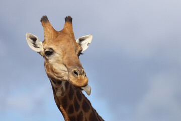 Giraffe / Giraffe / Giraffa camelopardalis