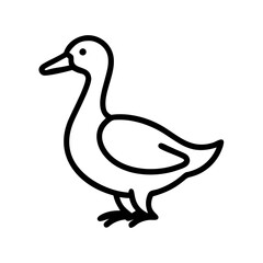 duck isolated on white background