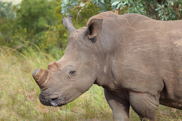 Fototapeta premium Breitmaulnashorn / Square-lipped rhinoceros / Ceratotherium simum.