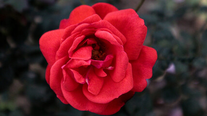 red rose in the garden