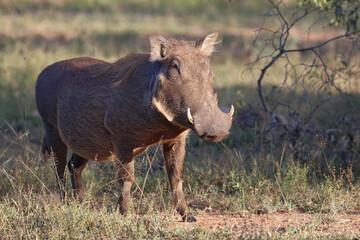 Warzenschwein / Warthog / Phacochoerus africanus
