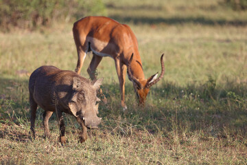Warzenschwein / Warthog / Phacochoerus africanus