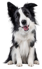 Charismatic typical black and white young adult Border Collie dog, sitting up facing front. Looking straight to camera with mouth open. Isolated cutout on a transparent background