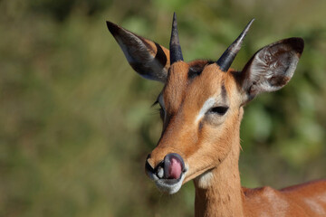 Schwarzfersenantilope / Impala / Aepyceros melampus.