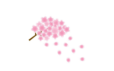 春の訪れ：満開の桜の花と舞い散る桜の花びらの水彩風イラスト