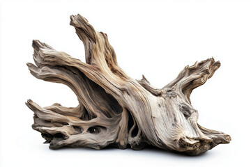 An old ancient dry tree driftwood stump isolated on a white background.