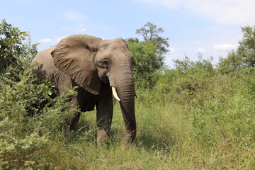 Fototapeta premium Afrikanischer Elefant / African elephant / Loxodonta africana