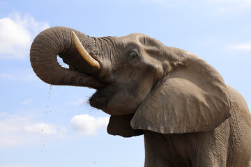 Afrikanischer Elefant / African elephant / Loxodonta africana..