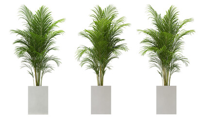 Group of small palm indoor plants.