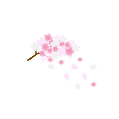 春の訪れ：満開の桜の花が咲く枝と舞い散る桜の花びらのイラスト