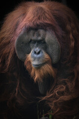 Obraz premium Sumatran orangutans are critically endangered apes, native to Sumatra, Indonesia. They are smaller than their Bornean cousins, with longer hair and a more arboreal lifestyle,21 February 2025 Indonesia