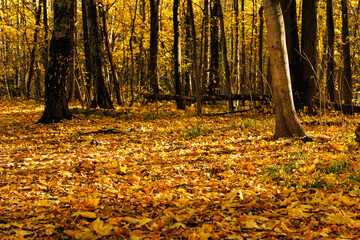 Golden autumn leaves cover the forest floor, creating a stunning carpet in a serene woodland setting