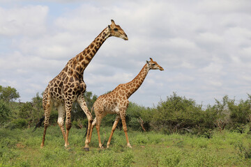 Giraffe / Giraffe / Giraffa camelopardalis