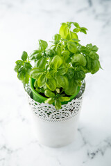Naklejka premium Fresh basil from a home garden 