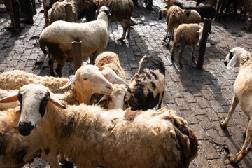 Goats and sheep gathered at a livestock market in Indonesia, showcasing a bustling trading scene with farmers and buyers