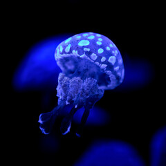blue spotted jellyfish swimming in the sea