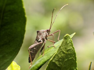 Sangit grasshopper (Leptocorisa oratorius) on orange leaves with blurred background
