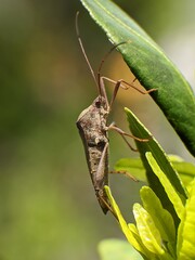Sangit grasshopper (Leptocorisa oratorius) on orange leaves with blurred background