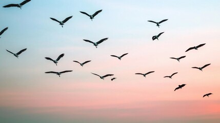 Fototapeta premium Birds in flight sunset sky nature photography serene environment aerial view freedom and beauty concept