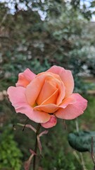 Close-up of a pink and peach rose