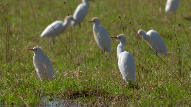 A Western Cattle Egret walking on a meadow