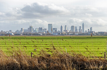 Reeds along a canal near Rotterdam, The Netherlands, with the city's skyline in the distance