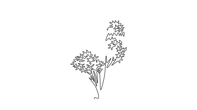 Animated self drawing of continuous line draw beauty Japan sakura tree logo icon. Decorative cherry blossom plant for home decor wall poster art print. Travel and tours. Full length one line animation