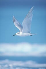 Fototapeta premium Soaring bird gliding gracefully over tranquil blue waters, wings