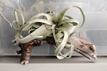 The plant is atmospheric tillandsia