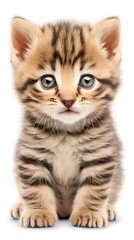 Obraz premium Cute kitten portrait against white background