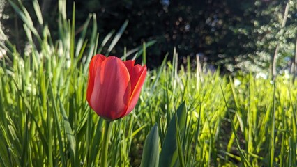Close-up of a red tulip in front of green grass