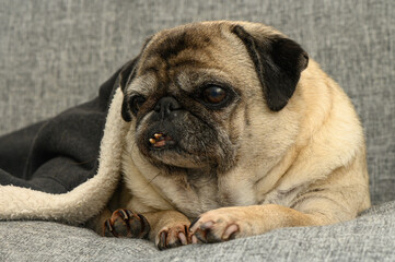 Obraz premium Pug nestled comfortably on a gray couch wrapped in a cozy blanket during a quiet afternoon