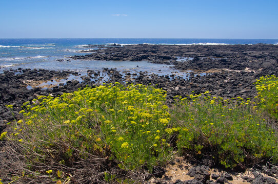 Volcanic coastline of Linosa island, Sicily, with yellow wildflowers in summer