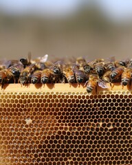 Bees pollinating honeycomb apiary close-up photography natural environment macro view insect behavior