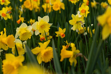 Yellow narcissus blooms. Bright spring flowers grow in the garden. Natural beautiful spring background for postcard design. Landscaping and design of parks. Happy Mother's Day Women's Day Happy Easter
