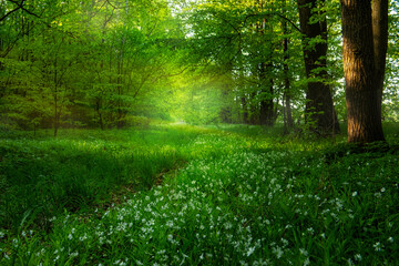 Fototapeta premium Barely noticeable path among the blooming forest in early spring. blooming white flowers spring green forest. spring white forest flowers anemones in the forest. 